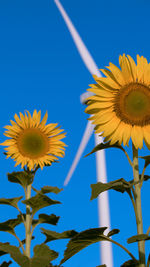 Low angle view of sunflower against clear blue sky