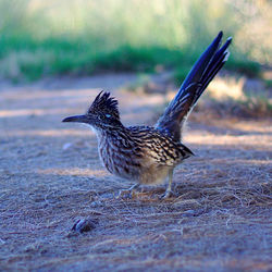 Side view of a bird on land