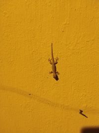 Low angle view of lizard on yellow wall