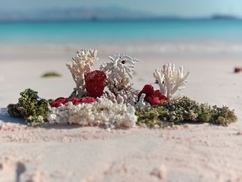 Close-up of red rose on beach