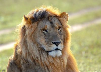 Close-up portrait of lion