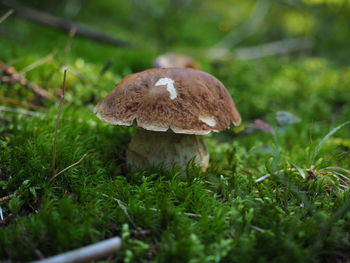 Close-up of mushroom growing on field