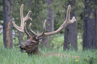 Elk with large antlers lying in the grass.