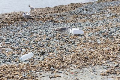 High angle view of seagulls on beach
