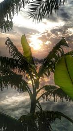 Palm trees by sea