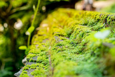 Close-up of moss growing on wall