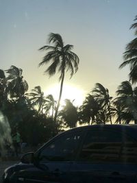 Palm trees against sky during sunset