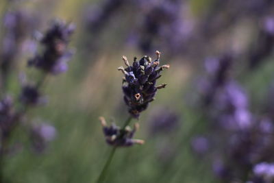 Close-up of purple flowering plant