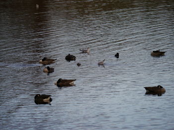 Ducks swimming in lake