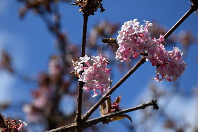 Low angle view of pink flowers blooming on tree