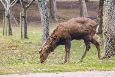 Deer in a field