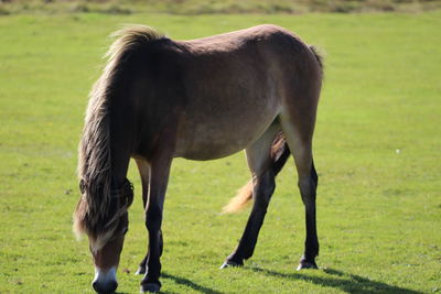 Horse grazing on field