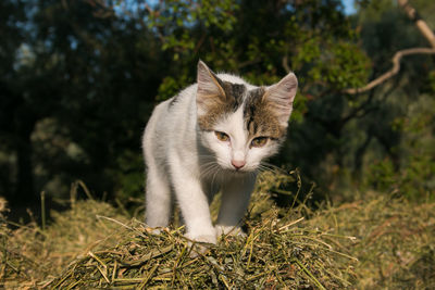 Portrait of little kitten on the hay bale