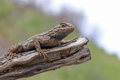 Close-up of lizard on wood