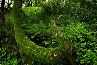 View of a lizard on a tree