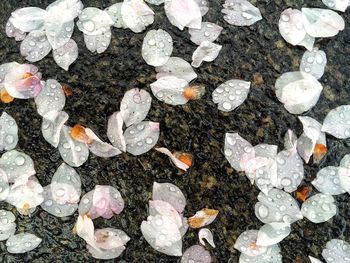 High angle view of wet fallen flower petals on rock