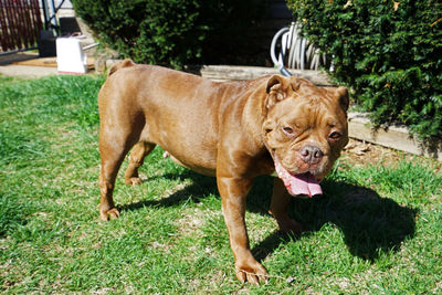 Curious red english bulldog in green lawn