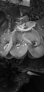 High angle view of raindrops on leaf