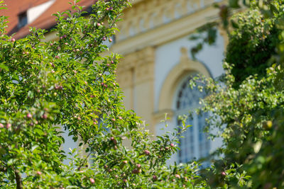 Low angle view of tree against building