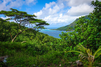 Scenic view of trees and plants against sky