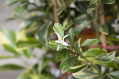 Orange blossoms in the garden of the house.