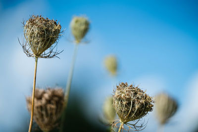 Close-up of dry thistle against sky