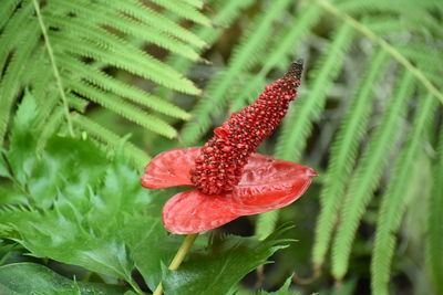 Close-up of red flower