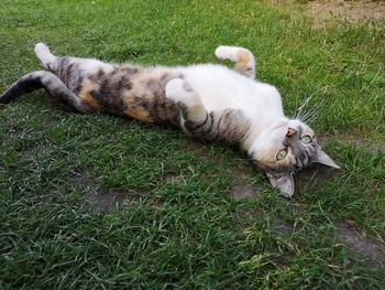 High angle view of cat lying on grass