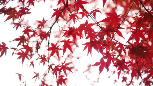 Low angle view of maple tree against sky