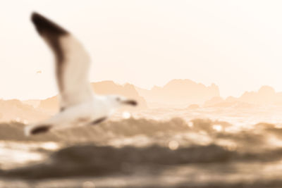 View of bird flying over sea against sky