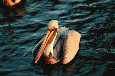 High angle view of pelican in lake