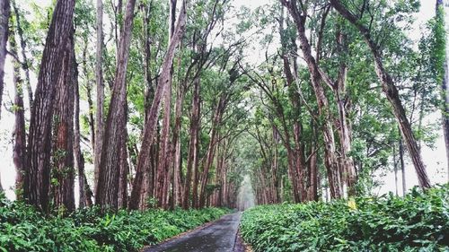 Road passing through forest