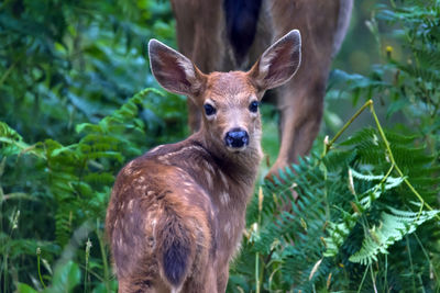 Portrait of deer