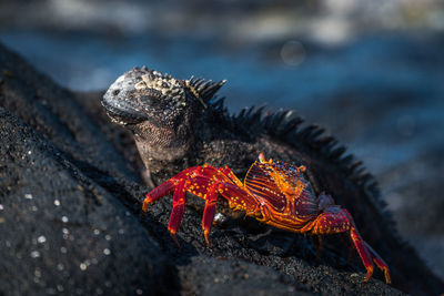 Close-up of crab and iguana on rock