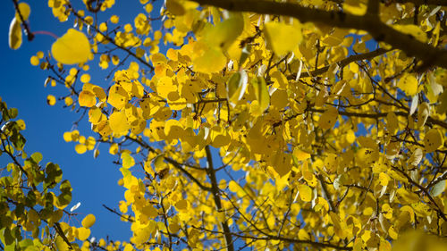 Low angle view of yellow flower tree