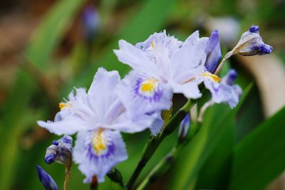 Close-up of flowers blooming outdoors