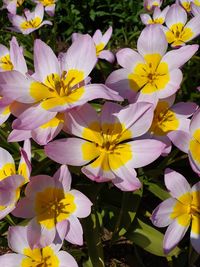 Close-up of yellow flowering plant