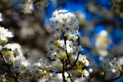 Close-up of white flowers blooming in field