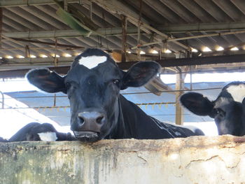 Portrait of cow at stable