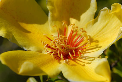 Close-up of yellow flowering plant