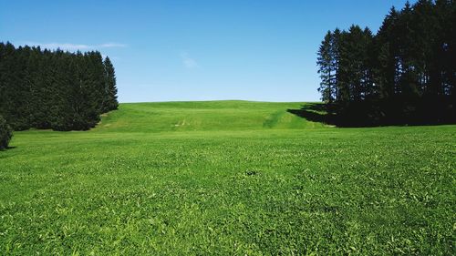 Scenic view of grassy field against sky