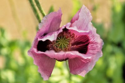 Close-up of flower blooming outdoors