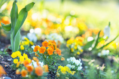 Viola orange flower in the morning sunlight. selective focus, blurred background.