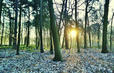 Sun shining through trees in forest