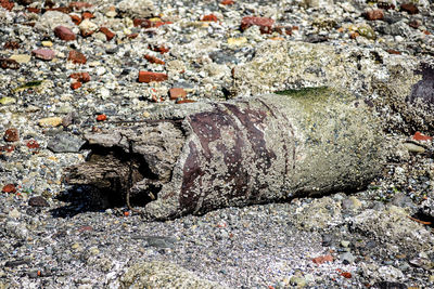 Close-up of snake on rock