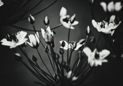 Close-up of flowers blooming in water