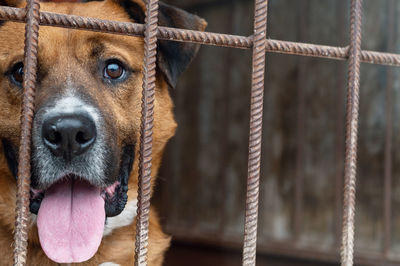 Dog in animal shelter waiting for adoption. dog behind the fences. canine behind bars. 