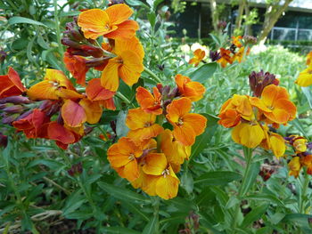 Close-up of orange flowers blooming outdoors