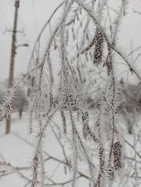 Close-up of frozen plant