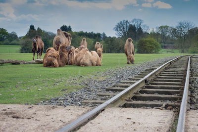 Camels relaxing on field against sky
